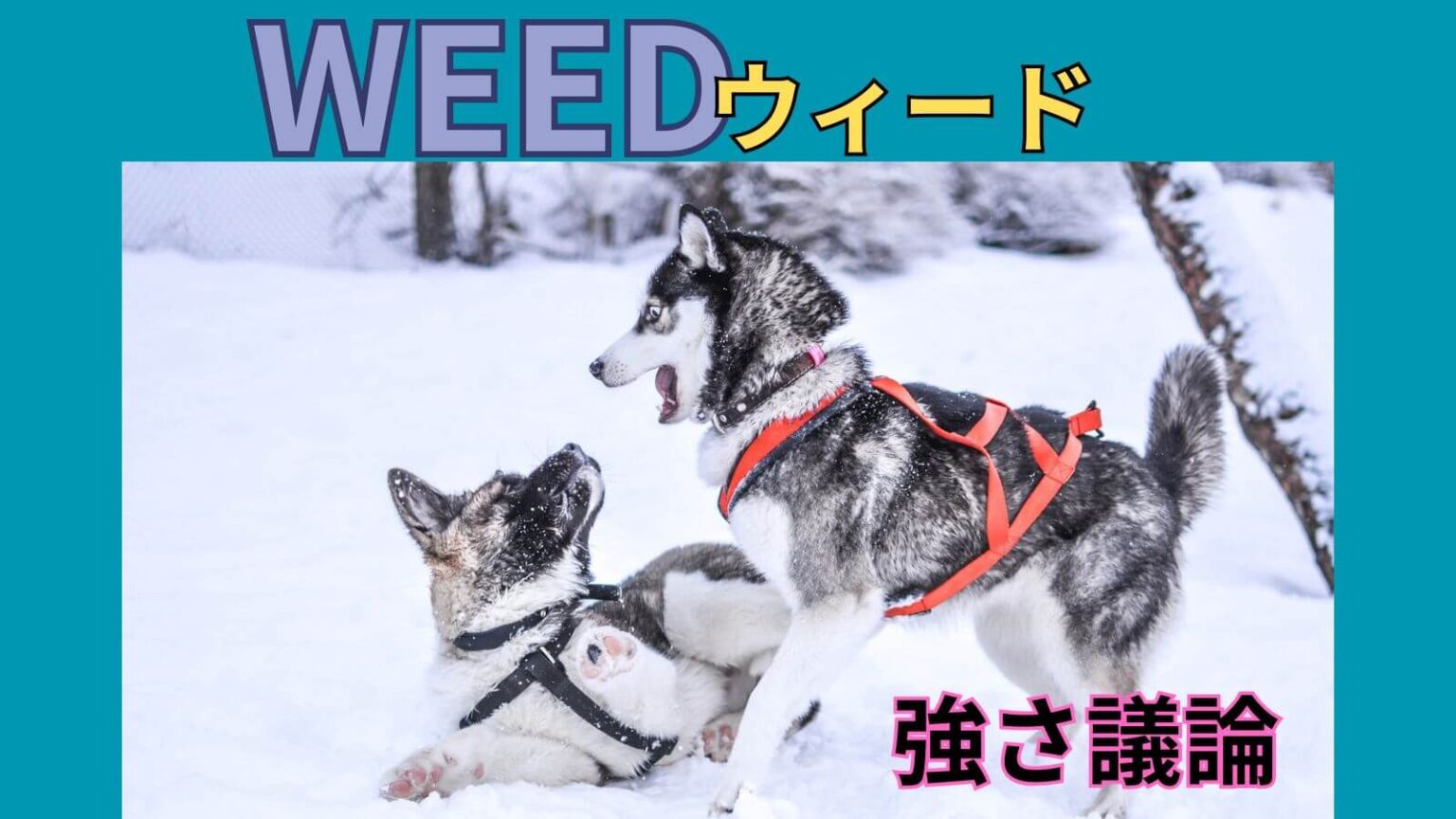 【銀牙伝説WEED】ウィードの強さランキングを超解説‼︎【全60巻】 | マンガ辞典ブログ